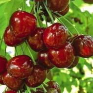 Саженец Черешня Бигаро Бурлат